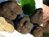 How to find a white truffle.  Precious mushroom.  Why are truffles so expensive?  Features of growing truffles at home