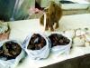 Carne picada de arenque: una receta clásica Carne picada aireada en Odessa