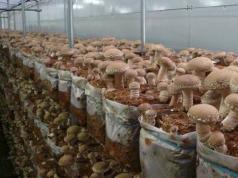 Shiitake gljive heh (korak po korak recept s fotografijama)