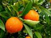 Польза апельсинов для организма человека Апельсины польза и вред для организма женщины